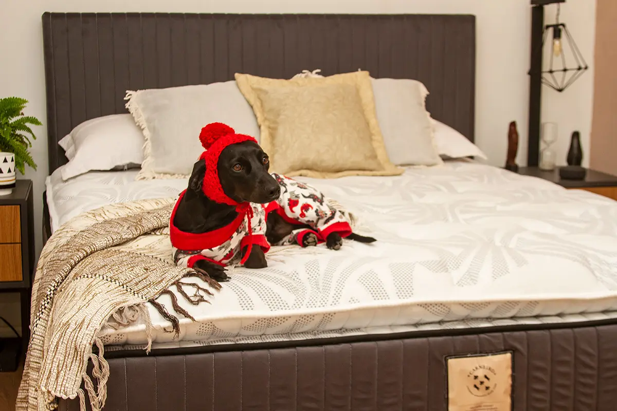 Reforma de Colchao em Curitiba - Carneiro - Quero Meu Colchão